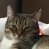 Телеграм канал КОТа