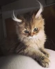 Котики!!!