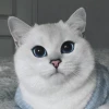 КоТоВаСиЯ
