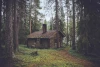 The Forest