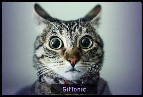 Телеграмм канал - GifTonic