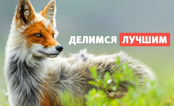Telegram канал - Twizz.ru
