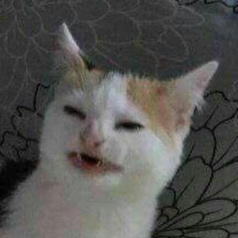 котячий андеграунд